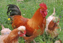 ÖKL-Broschüre “Seltene Nutztierrassen” aktualisiert