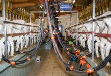 Rohmilchproduktion 2018: Zunahmen bei Kuh-, Schaf- und Ziegenmilch