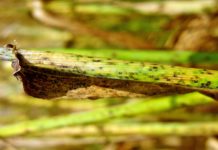 Weltumwelttag: Wie Pflanzenzüchtung zum Umweltschutz beitragen kann