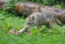 „Mit der Rückkehr der Wölfe steht die Almwirtschaft auf dem Spiel“ Für mehr Sachlichkeit in der Wolfsdebatte plädiert Tirols Landesumwelt Johannes Kostenzer, er selbst stellt die Bauern jedoch als die Sündenböcke dar.