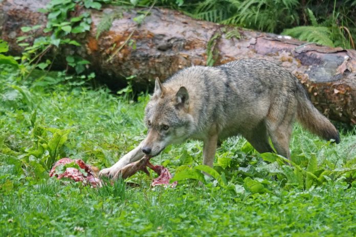 Für mehr Sachlichkeit in der Wolfsdebatte plädiert Tirols Landesumwelt Johannes Kostenzer, er selbst stellt die Bauern jedoch als die Sündenböcke dar.