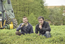 Auf der Suche nach einer Nische Melisse, Brennnessel und Co. gefunden