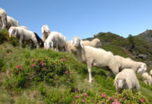 “Wir erwarten gut 4.000 Besucher” Schafe auf der Weide