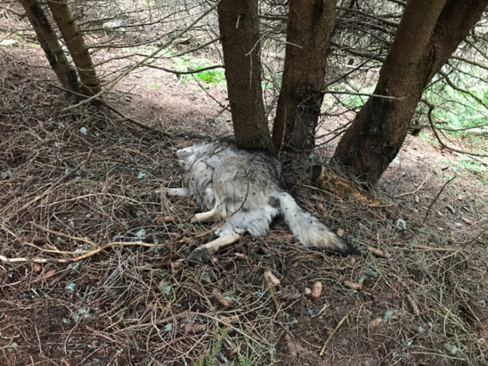Ob es sich bei dem Tier um einen Wolf handelt, wird überprüft.