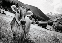 Wer wird „Austria’s Next Urgute Heumilchkuh“?