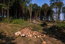 Holzmarktbericht Juli 2019