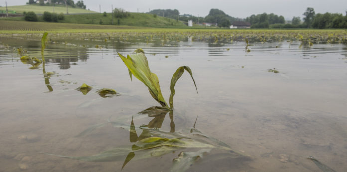 Mais Hochwasser 31 ID66145 Hochwasserschutz: Das Land Tirol lässt die Auswirkungen von alpinen Großspeichern auf den Inn prüfen.