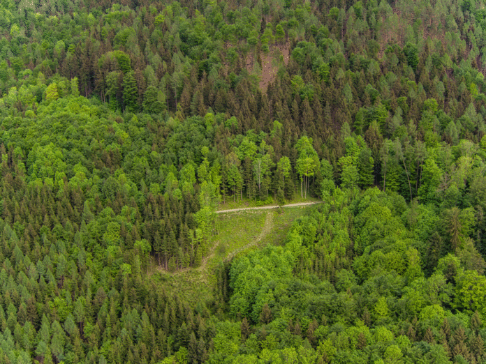 Mischwald
