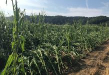 Hagelversicherung: Schweres Unwetter in der Steiermark verursacht Millionenschaden