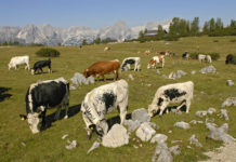 Förderungsverpflichtungen und Fristen bei der Maßnahme “Alpung und Behirtung”