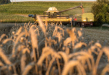 Deutscher Raiffeisenverband senkt Ernteprognose für Getreide
