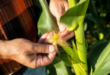 Bayer: Schlechtes Wetter trübt das zweite Quartal