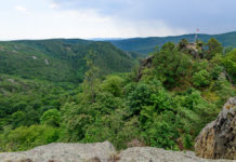 Klimawandel: Bundesforste bauen Wald der Zukunft