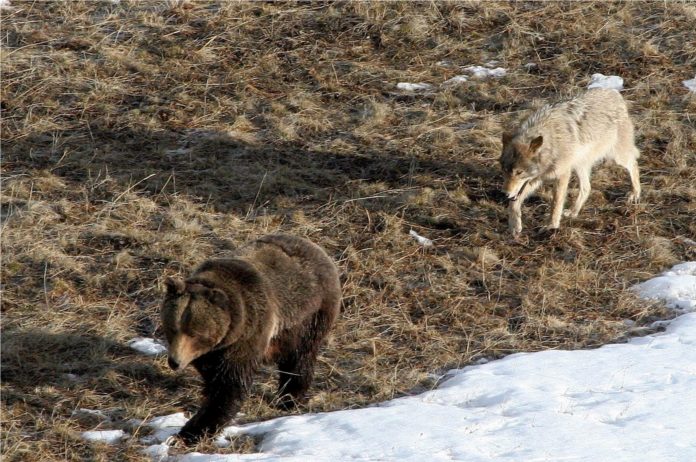 In Tirol wurde sowohl Wolfs- als auch Bären-DNA an gerissenen Schafen gefunden.