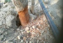 Bauern im Weinviertel fordern Hilfe gegen Mäuseplage