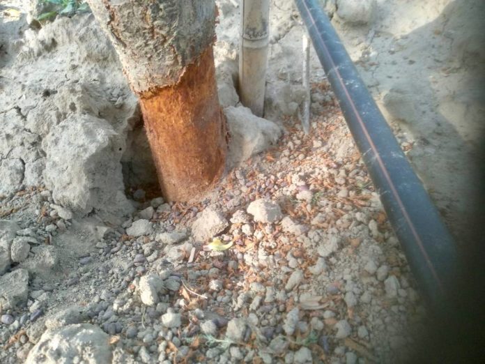 190720 Marille Maeusefrass Web