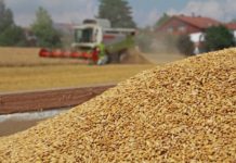 Getreidernte ’19 brachte durchschnittliche Erträge