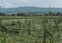 Steirische Landwirtschaft kommt nicht zur Ruhe: 800.000 Euro Schaden durch Hagel und Sturm