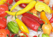 LGV und Seewinkler Sonnengemüse gründen gemeinsame Gemüse-Genossenschaft