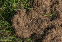 Informationen zur Maßnahme „Vorbeugender Grundwasserschutz auf Grünlandflächen“ wegen Engerlingsbefall