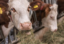 Arge Heumilch startet Kooperation mit Heumilchbauern aus Deutschland