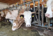 Änderungen im AMA-Gütesiegel: Gewichtsband bei Ochsen geändert