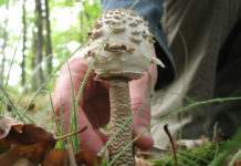 Schwammerlsaison: Beim Pflücken nicht auf die Regeln vergessen