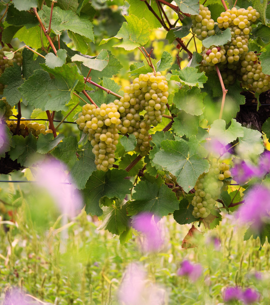Rebe Wien Kahlenbergerdorf Jungherren