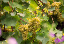 Winzer erwarten guten, vollreifen Jahrgang