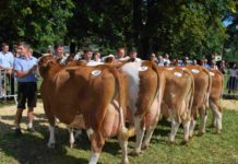 Mondseeland Rinderschau – regionale Tierauswahl, außergewöhnliches Niveau