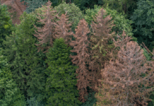 Österreich: Klimaerwärmung schlägt sich deutlich in aktuellen Waldschäden nieder
