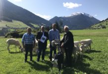 Wolf oder Almwirtschaft – was ist mehr wert? Sorgen sich um die Zukunft der Almwirtschaft (v. l.): Werner Leitner, Bewirtschafter der Inzinger Alm, Michael Bacher, Obmann des Tiroler Schafzuchtverbandes, Schafzüchter Thomas Wegscheider und Nationalratsabgeordneter und Wolfsgegner Hermann Gahr.