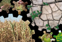 Klimawandel führt zu Rückgang bei landwirtschaftlichen Einkommen