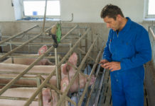 Drei heimische Schweinezuchtverbände fusionieren zu neuer Genossenschaft