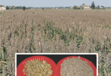 Sorghum als Waffe gegen Aflatoxinprobleme