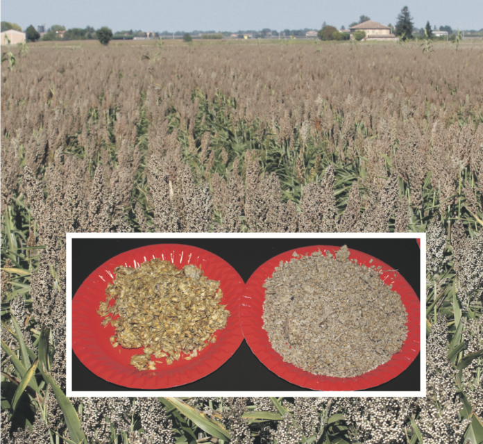 Sorghum