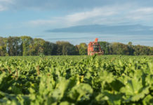 Rübenbauern: Der Zuckerrübenanbau ist aktiver Beitrag zum Klimaschutz