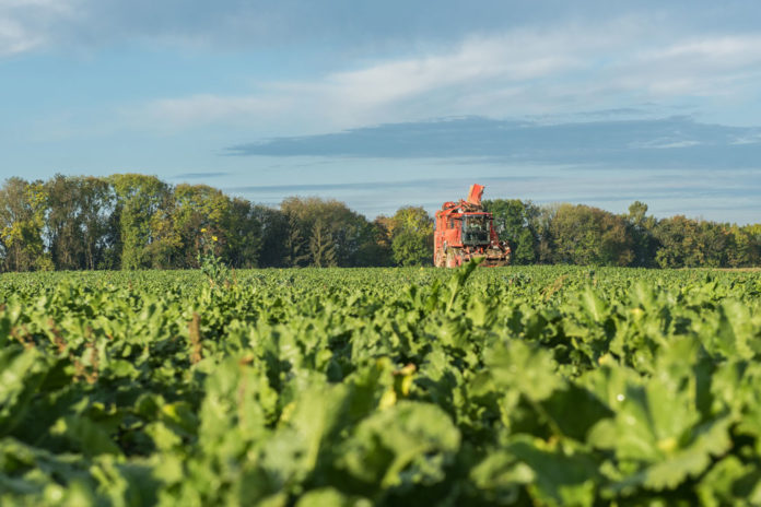 Zuckerrueben Ernte 185 ID85167