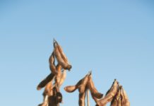 Saatbau Linz: Umsatzerlöse im Geschäftsjahr 2018 auf hohem Niveau