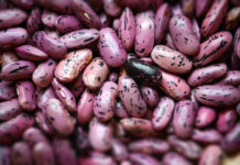 Eine starke Bohne im besten Licht Steirische Käferbohne