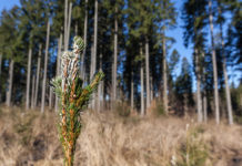 Wildschäden: Österreichs Wälder erholen sich leicht