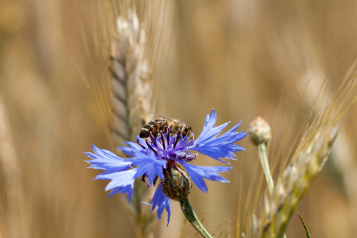 Bee On Cornflower. Blue Flower Among The Grain. Collects Pollen And Drink Nectar.