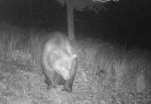Große Beutegreifer auf Streifzug durch Tirol Am 8. Oktober um 23:17 Uhr tappte der Bär in die Fotofalle.