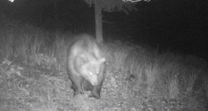Am 8. Oktober um 23:17 Uhr tappte der Bär in die Fotofalle.