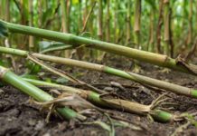 Maiswurzelbohrer auf dem Weg nach Westen
