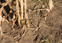 Durch Klimaänderung geht Bonität der Böden teils dramatisch zurück