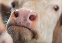 Rinder-TBC in Vorarlberg: Erste Verdachtsfälle bei Kontakttieren