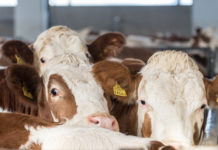 Vorarlberg: Erleichterung nach Untersuchung von Kontakttieren