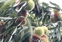 Edle Maroni bewusst in Bio-Qualität