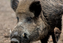 Ungarn: Zahlreiche Fälle von Schweinepest in Wildgehege bei Budapest
